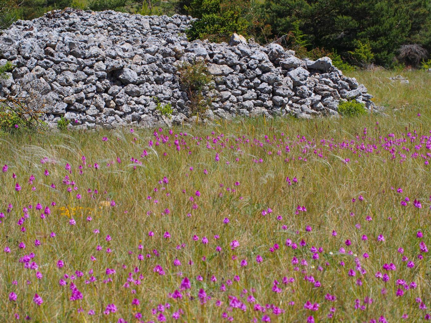 Orchid, Pyramid plant